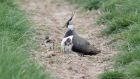 Brutzeit der Vögel beginnt 